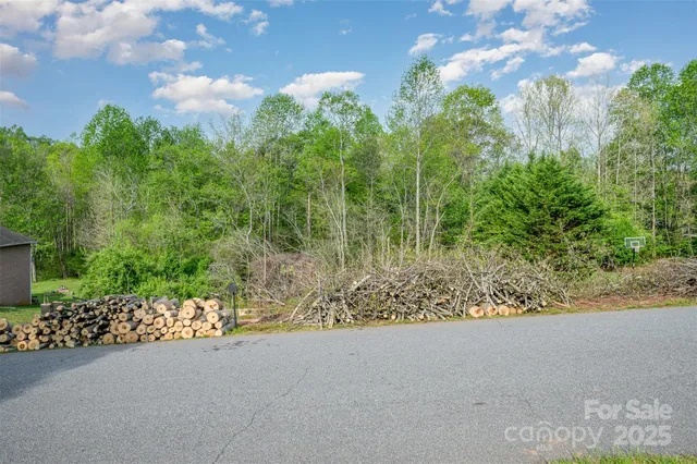a view of a plants and bench under a large tree