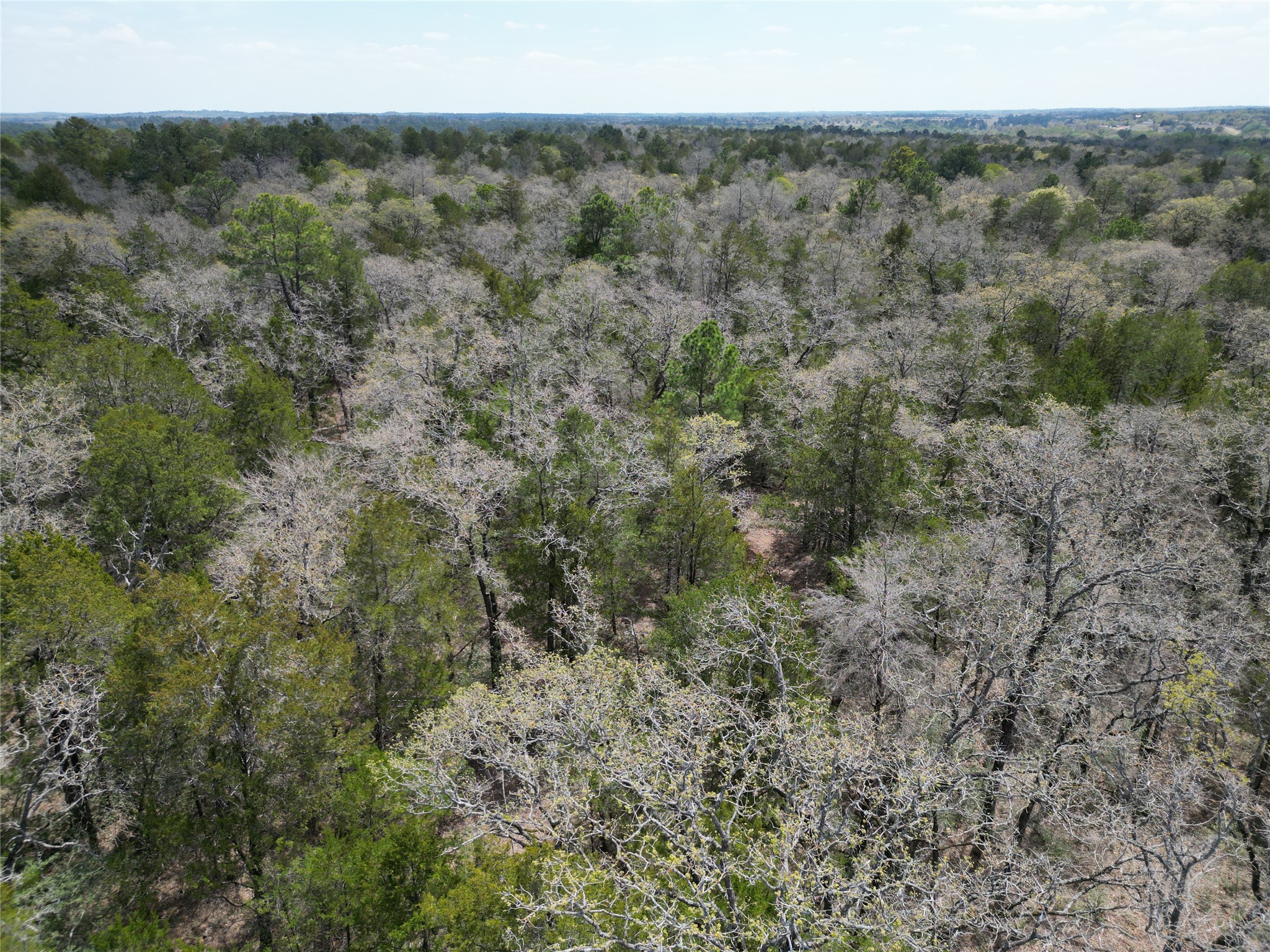 797 Marlin Street McDade, TX 78650 - Photo 8 of 10 Bird's eye view of a forest