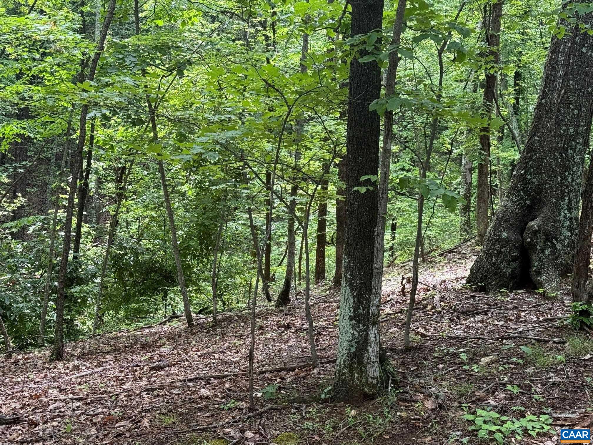 Tbd Rabbit Valley Road North Garden, VA 22959 - Photo 6 of 6