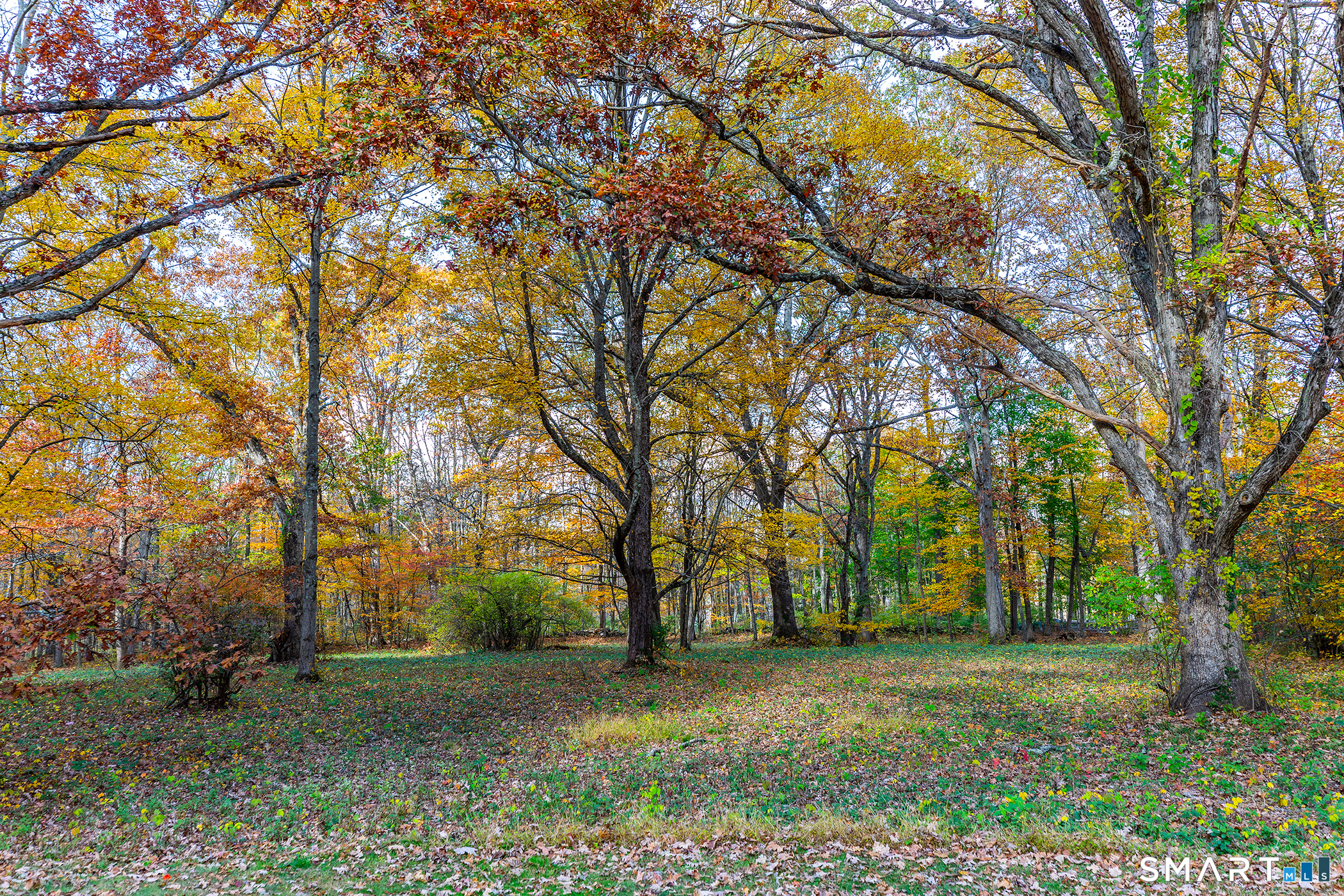 249 Woodbury Road Washington, CT 06793 - Photo 23 of 23 a view of a yard with plants and trees