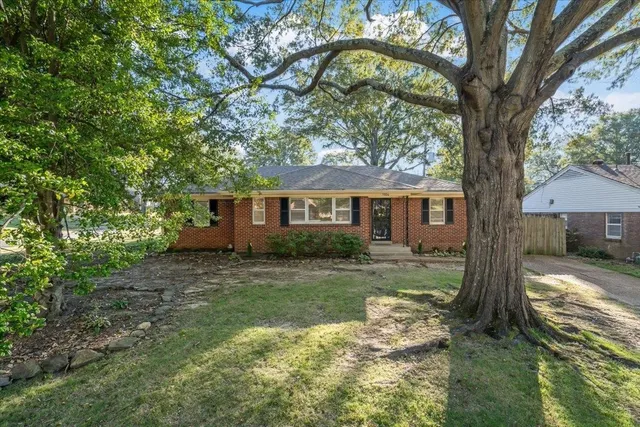 a view of a yard with a house and a large tree
