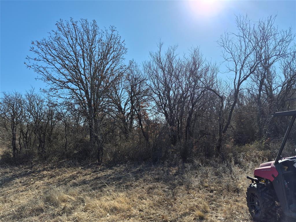 1168 Shepard Lane Loving, TX 76460 - Photo 15 of 20 a view of a forest with trees