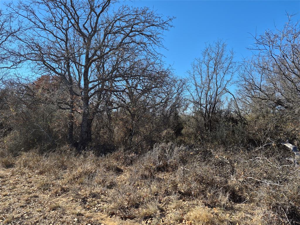 1168 Shepard Lane Loving, TX 76460 - Photo 17 of 20 a view of a dry yard with trees