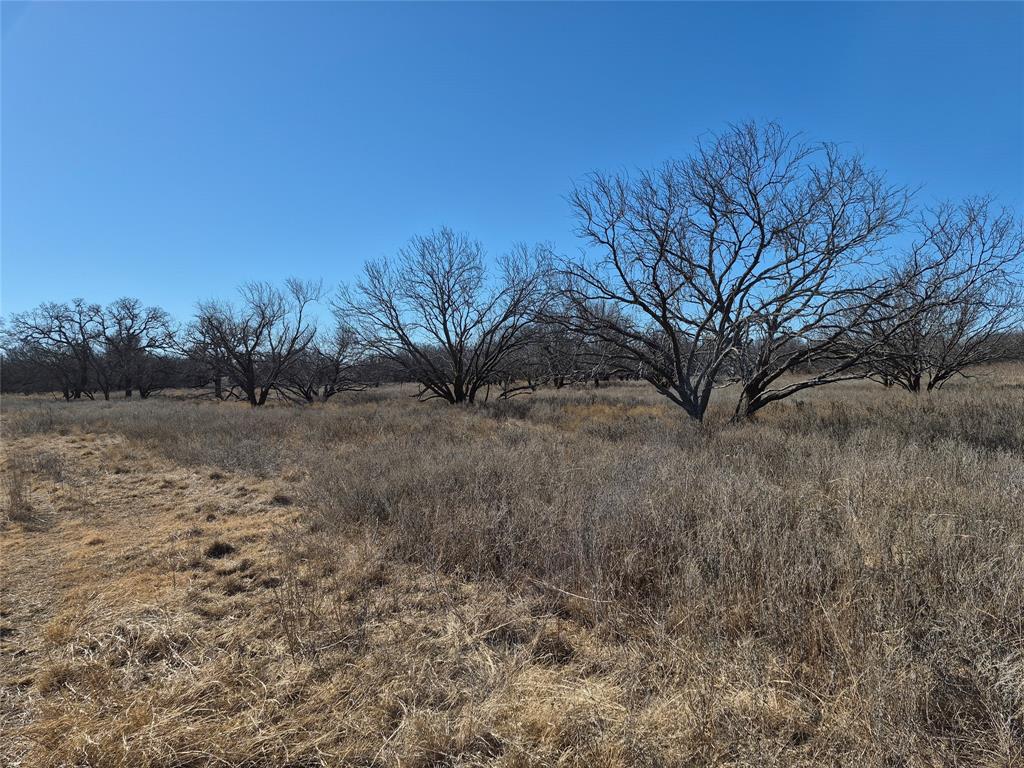 1168 Shepard Lane Loving, TX 76460 - Photo 18 of 20 a view of a dry yard with trees