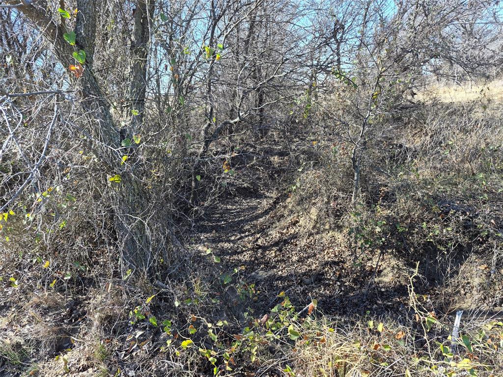 1168 Shepard Lane Loving, TX 76460 - Photo 19 of 20 a view of a tree