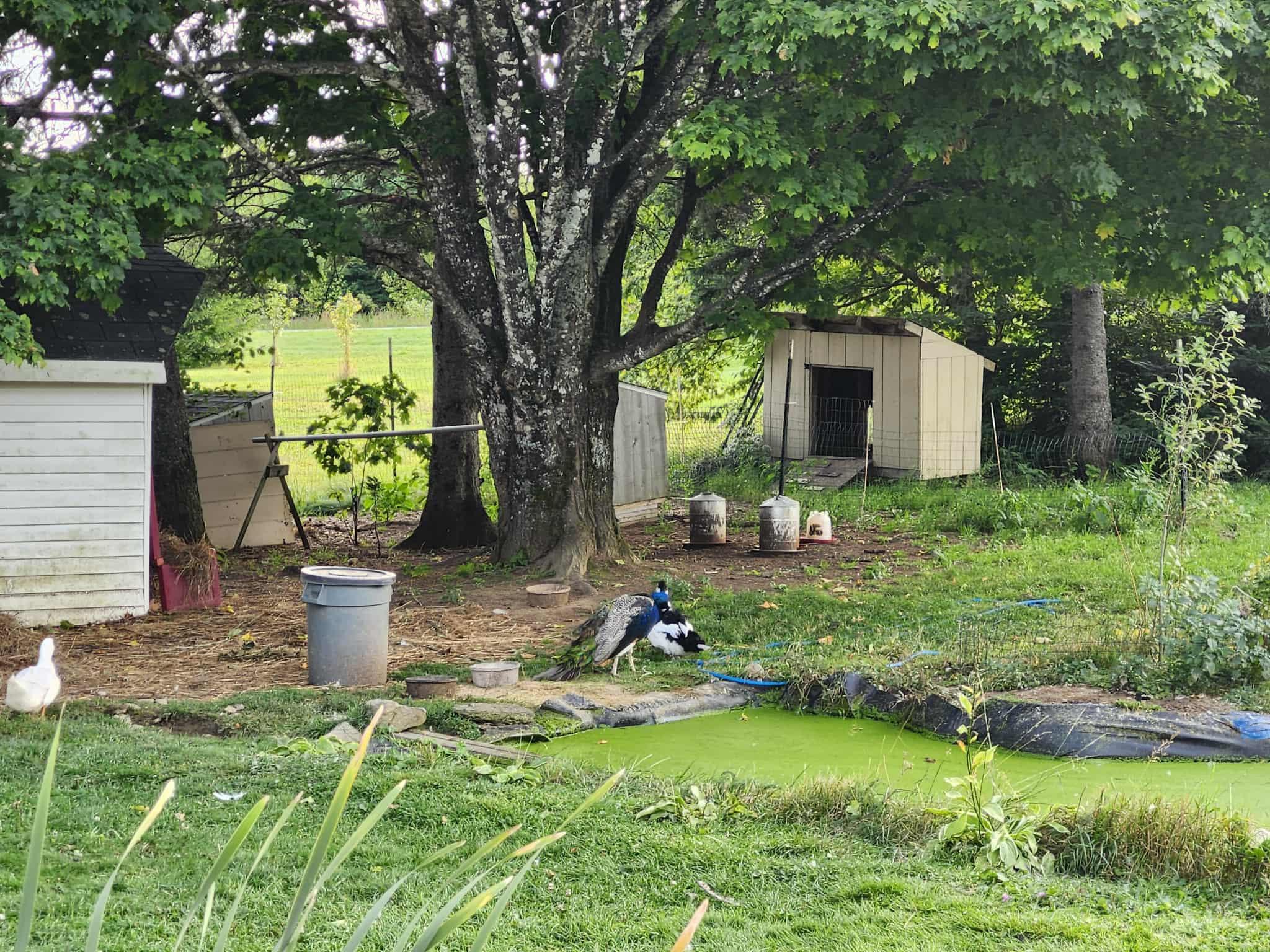 1055 Westmanland Road Westmanland, ME 04783 - Photo 28 of 47 20