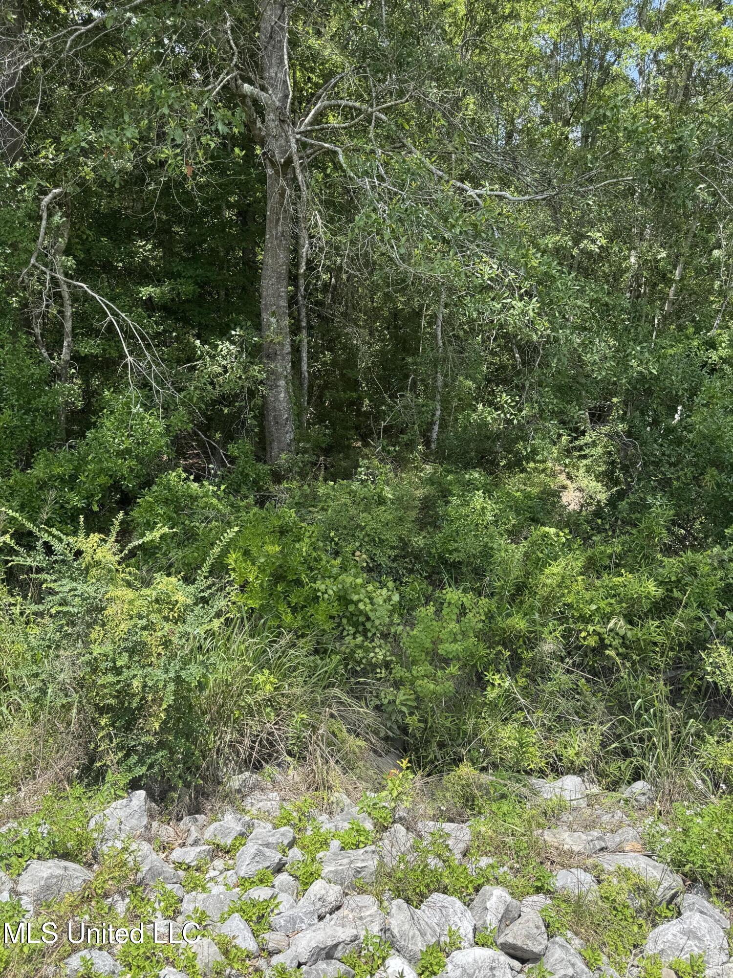 Shenandoah Rd Road Poplarville, MS 39470 - Photo 3 of 7 IMG_8614