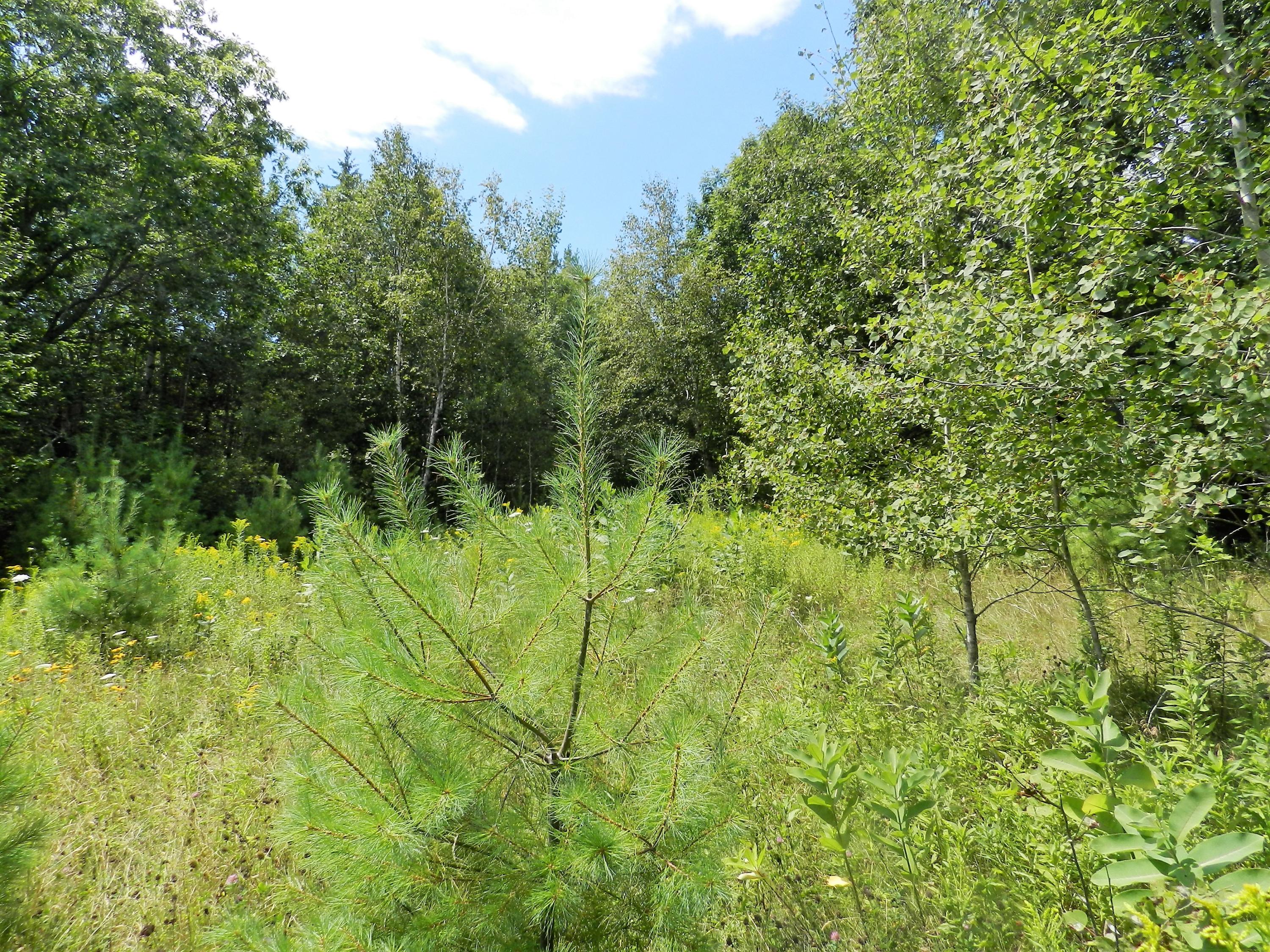 579 West Etna Road Etna, ME 04434 - Photo 4 of 10 4