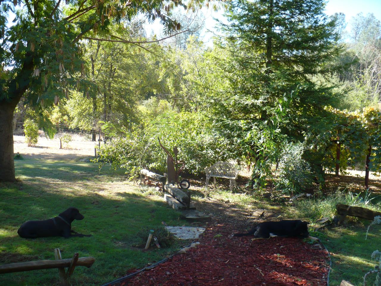 21334 Dersch Road Anderson, CA 96007 - Photo 23 of 24 a backyard of a house with lots of green space