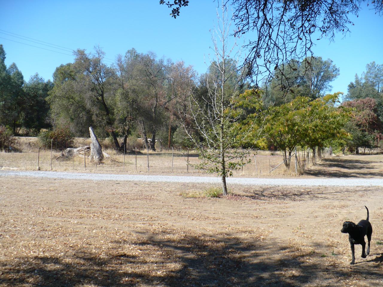 21334 Dersch Road Anderson, CA 96007 - Photo 24 of 24 a view of yard with tree