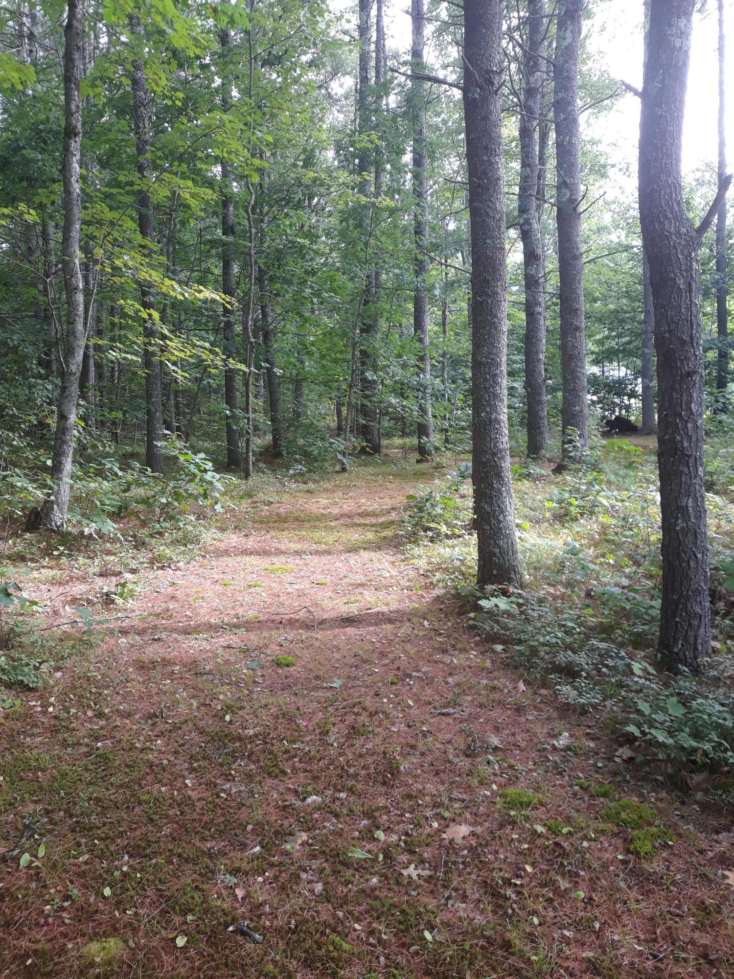 238 Huff Road Lyman, ME 04002 - Photo 52 of 55 20200903_155647