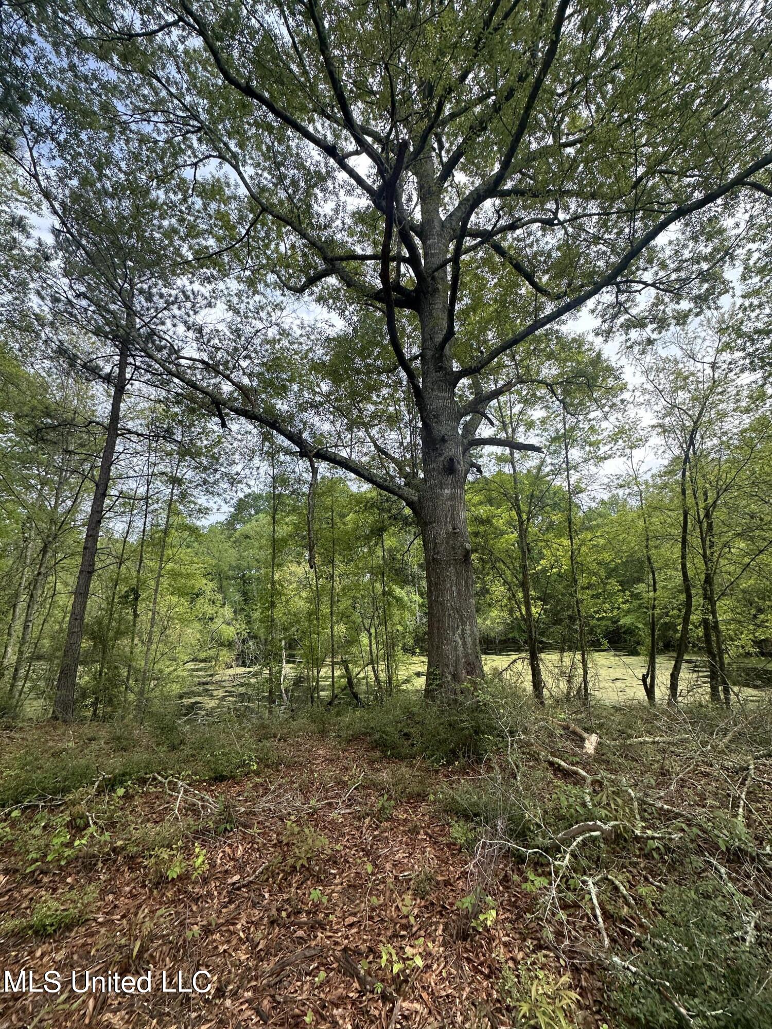 127 Burch Road Mendenhall, MS 39114 - Photo 11 of 21 IMG_1816