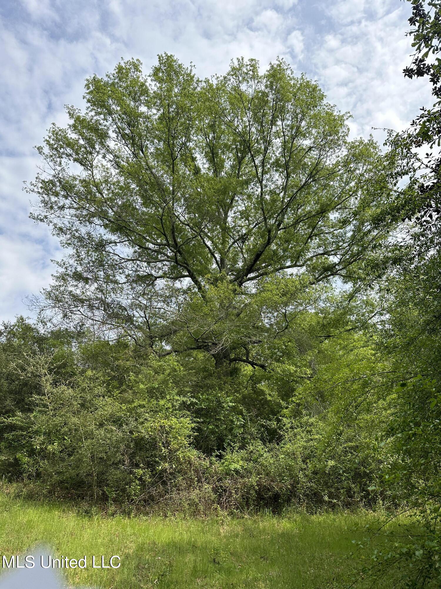 127 Burch Road Mendenhall, MS 39114 - Photo 7 of 21 IMG_1809