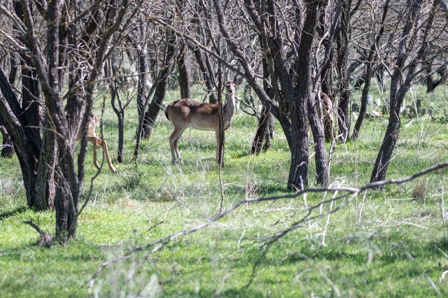 a big yard with lots of green space and plants