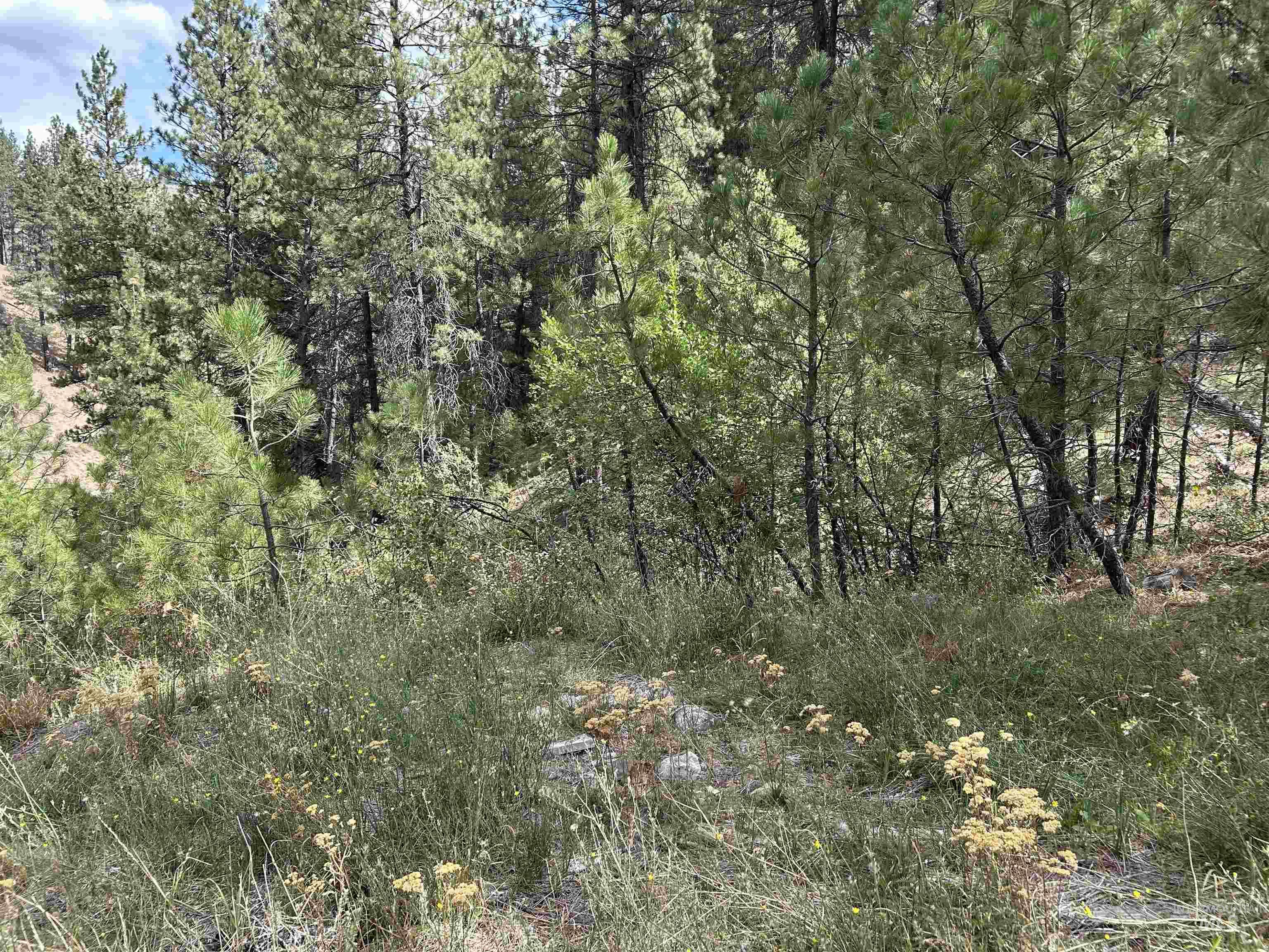 View of local wilderness