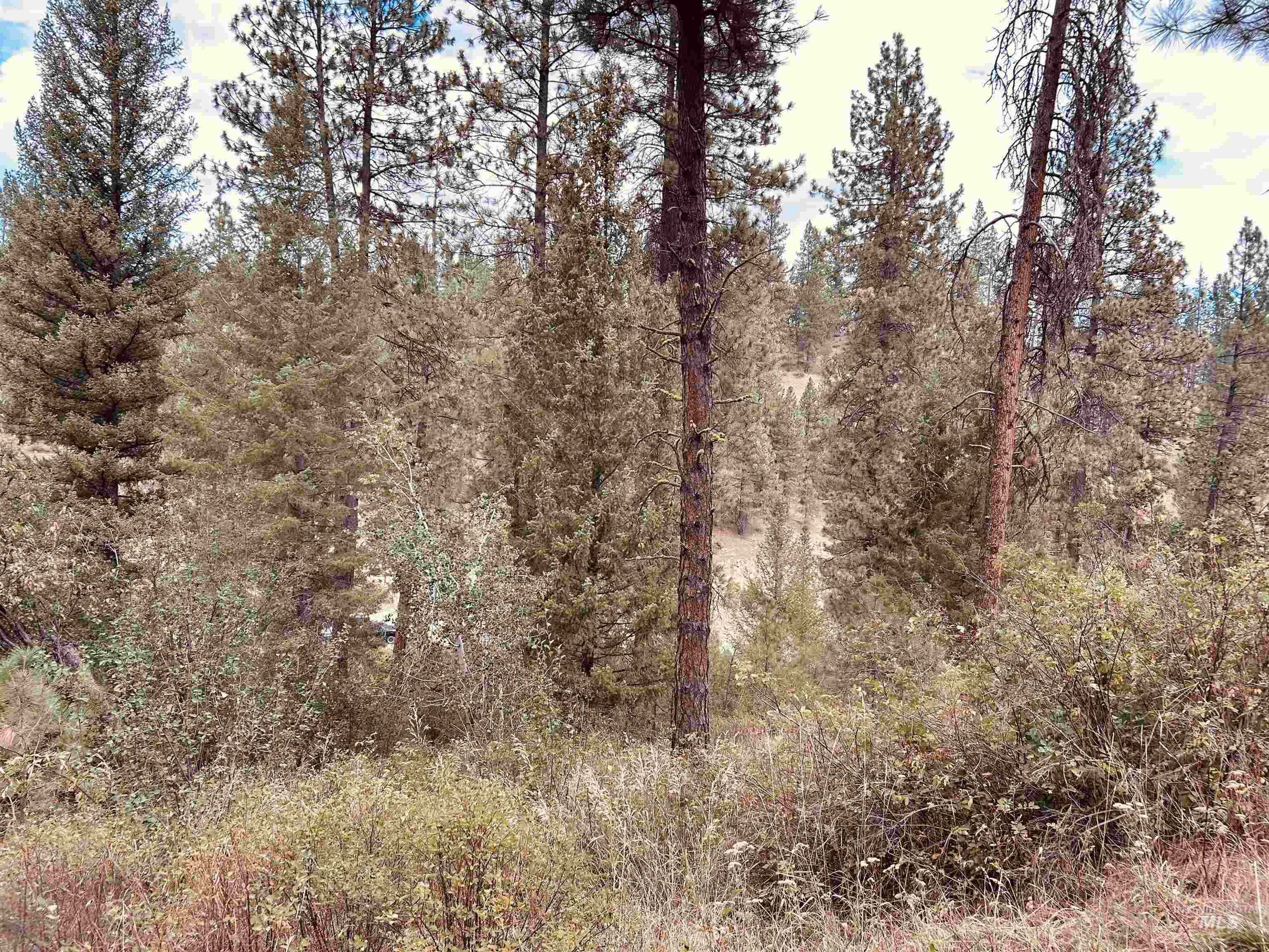 8 Klondike Road Boise, ID 83716 - Photo 5 of 5 View of wooded area