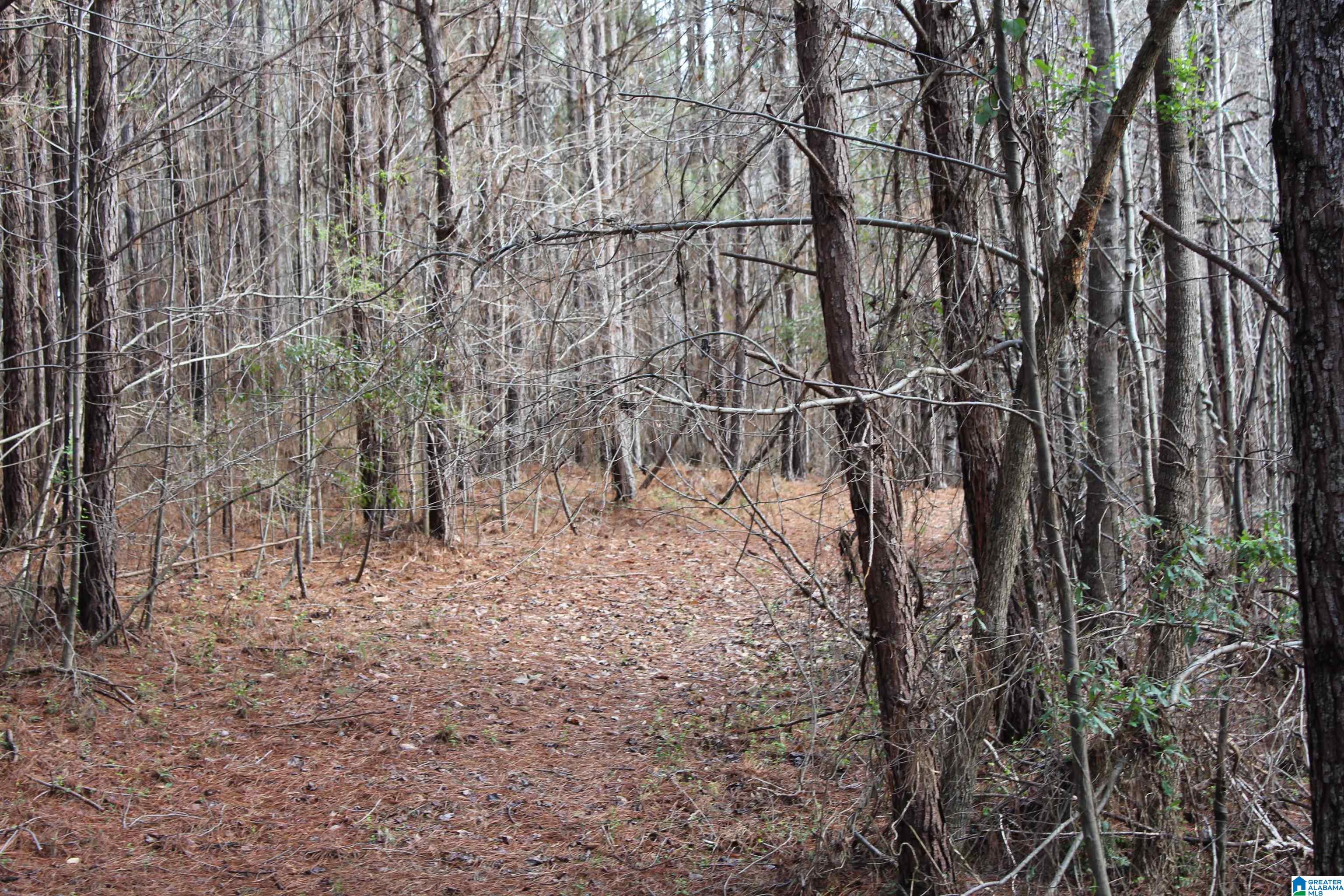518 County Road, Unit 33 859ACRES Woodland, AL 36280 - Photo 8 of 32