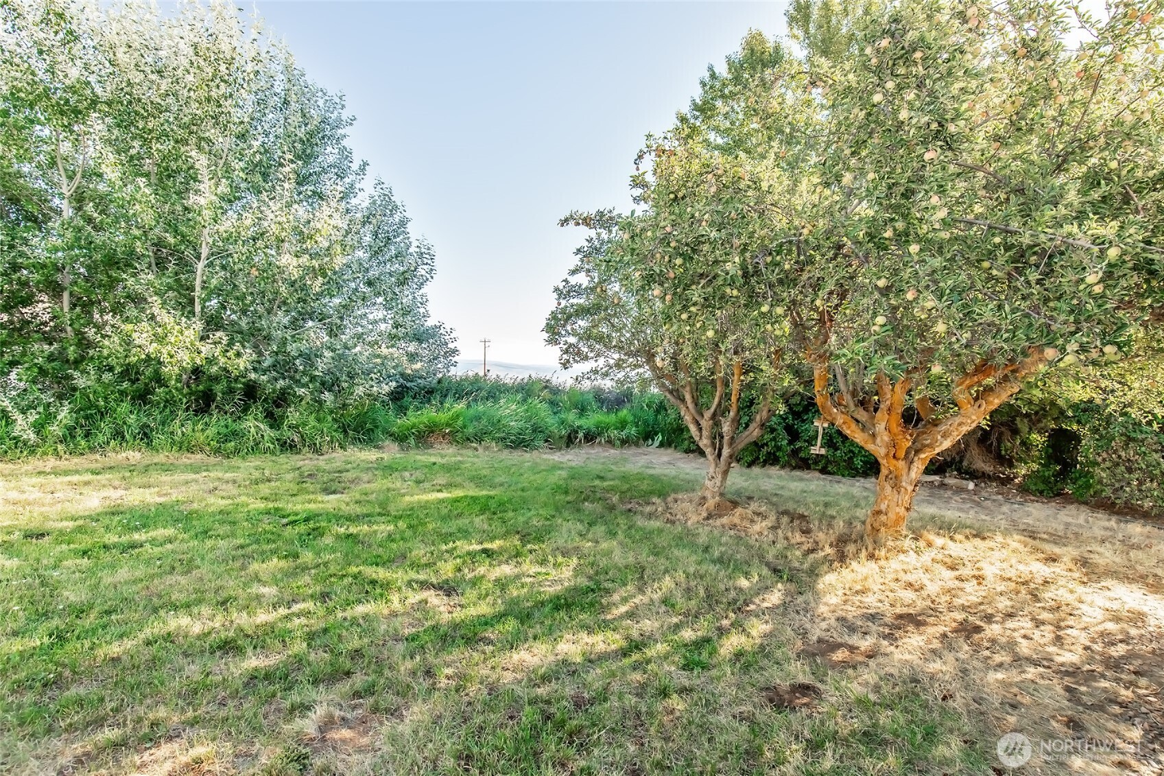 110 Strande Road Ellensburg, WA 98926 - Photo 35 of 39 a view of a big yard with an trees