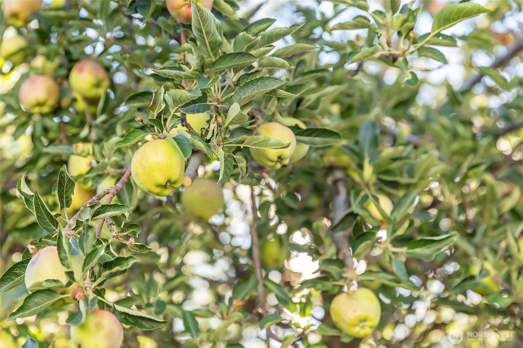 110 Strande Road Ellensburg, WA 98926 - Photo 39 of 39 a view of a tree with plants in front of it