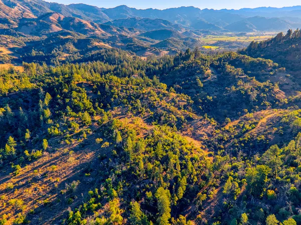 a view of a forest with mountains in the background