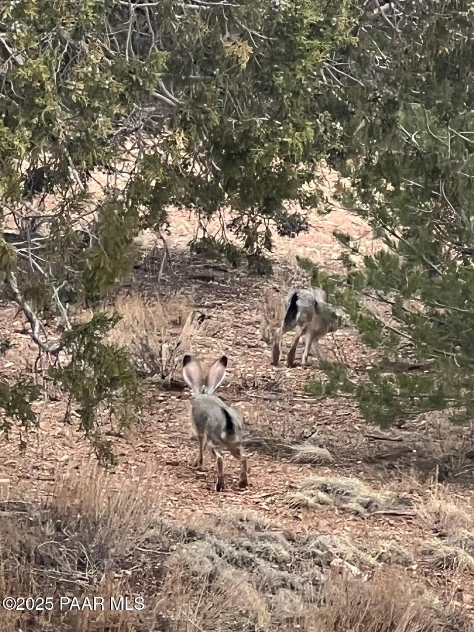 61744 Jackpot Ranch Road Seligman, AZ 86337 - Photo 43 of 48 IMG_4922
