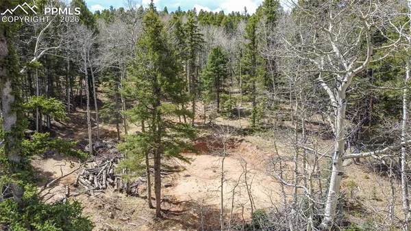 a view of a yard with a tree
