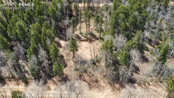 a view of a forest with a tree