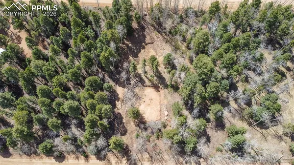 a view of a forest with a tree