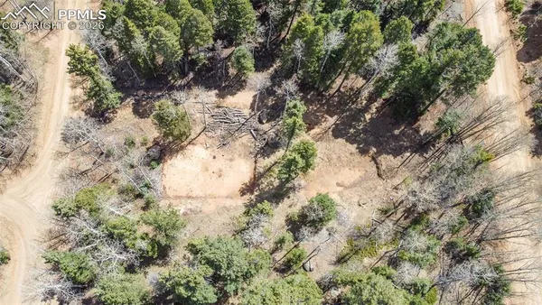 a close up of a tree