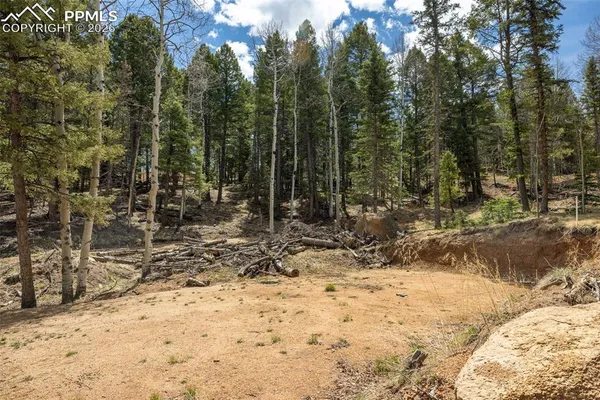 a view of a forest filled with trees