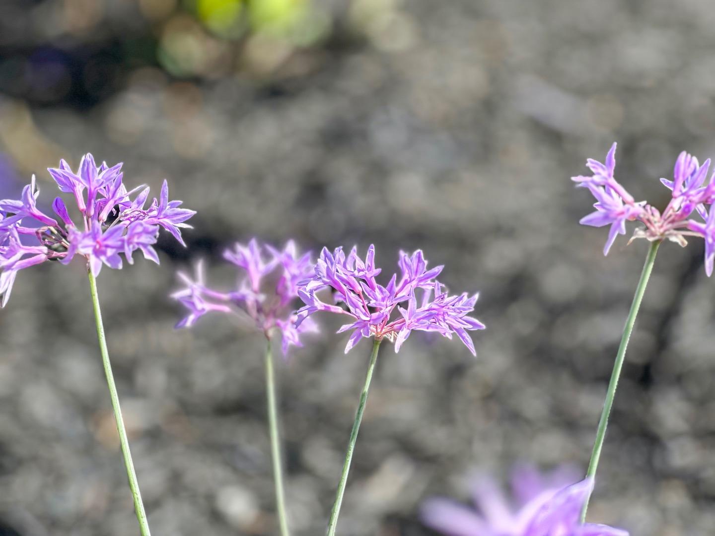 1174 Crandano Court Sunnyvale, CA 94087 - Photo 34 of 49 a pink view