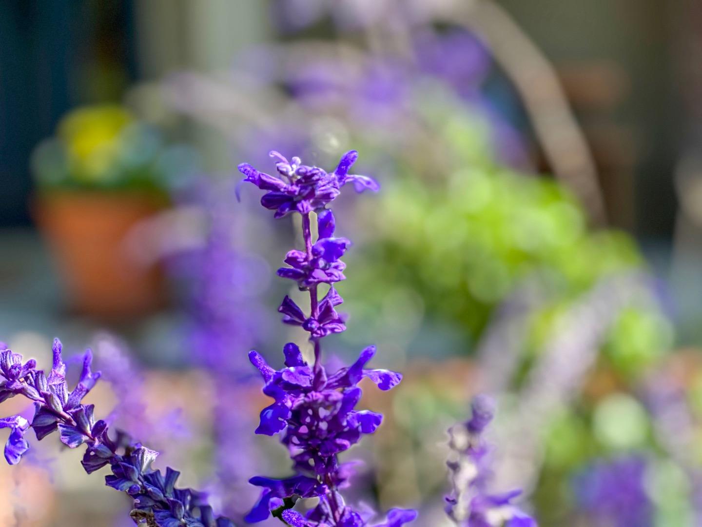 1174 Crandano Court Sunnyvale, CA 94087 - Photo 39 of 49 a view of a flower
