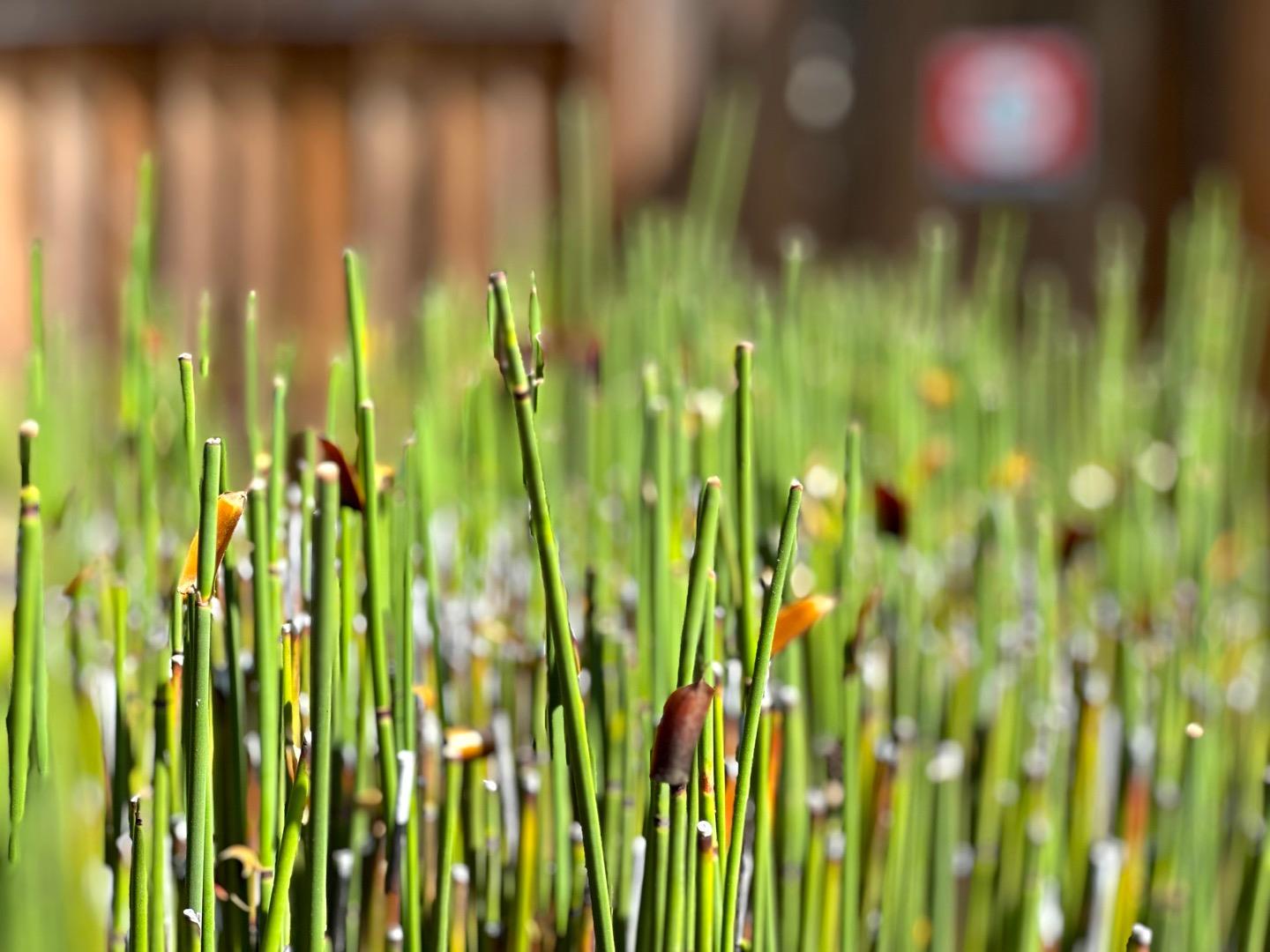 1174 Crandano Court Sunnyvale, CA 94087 - Photo 43 of 49 a view of yard with shower