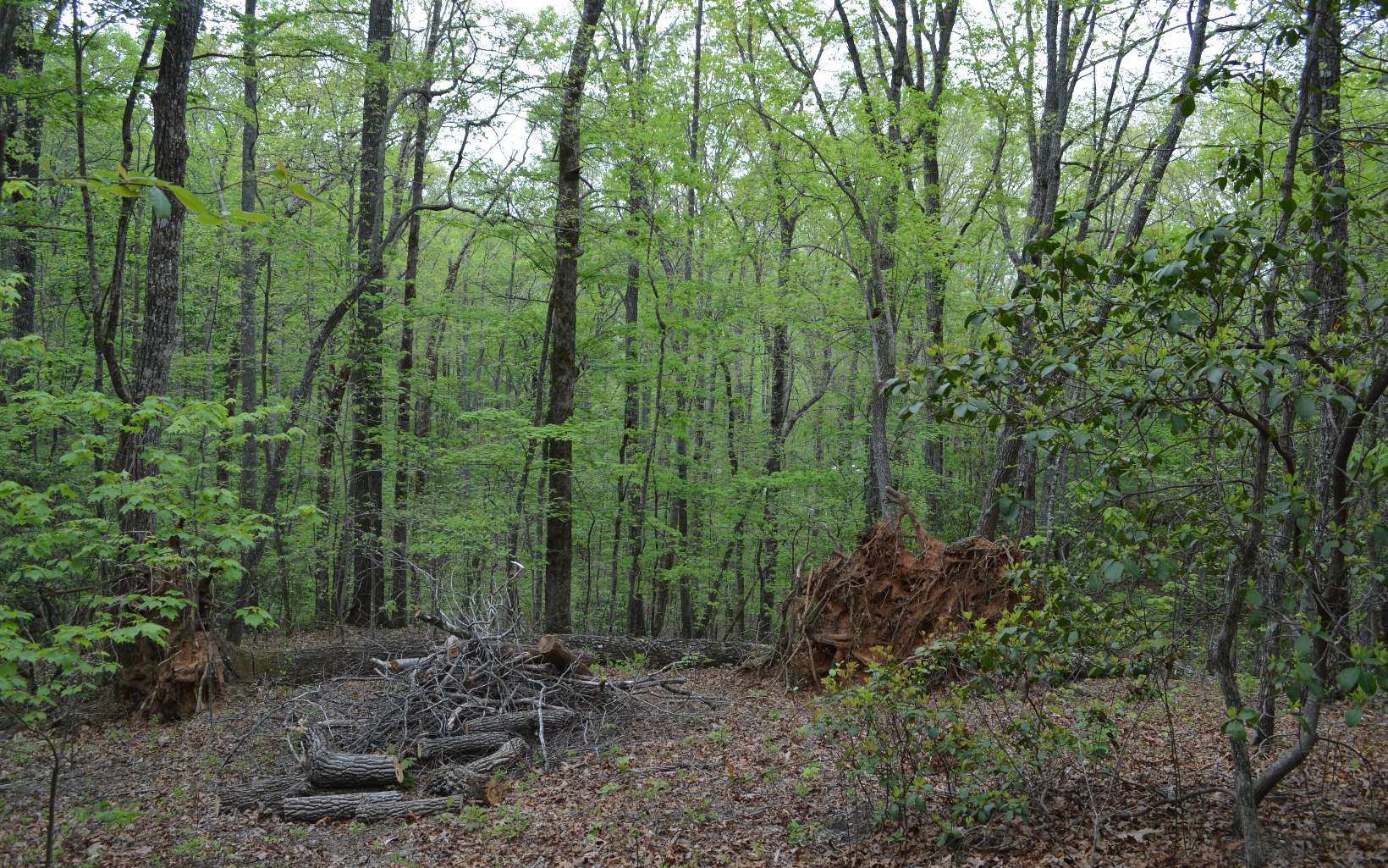 Lot 11 North Ridge Trail Brasstown, NC 28902 - Photo 4 of 10 Additional View