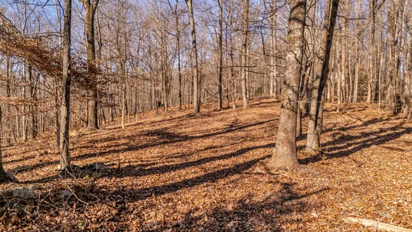 a view of a pathway of a yard