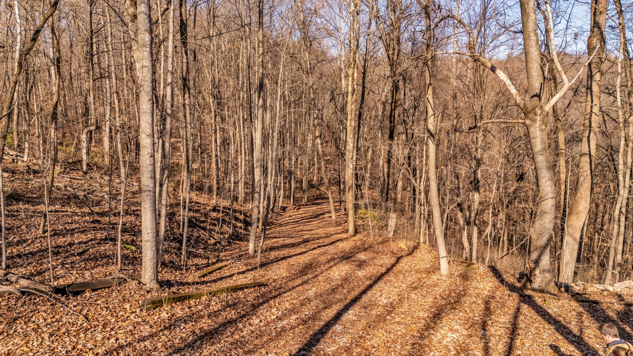 218 Forest Ridge Court Franklin, TN 37069 - Photo 5 of 5 a view of a pathway of a yard