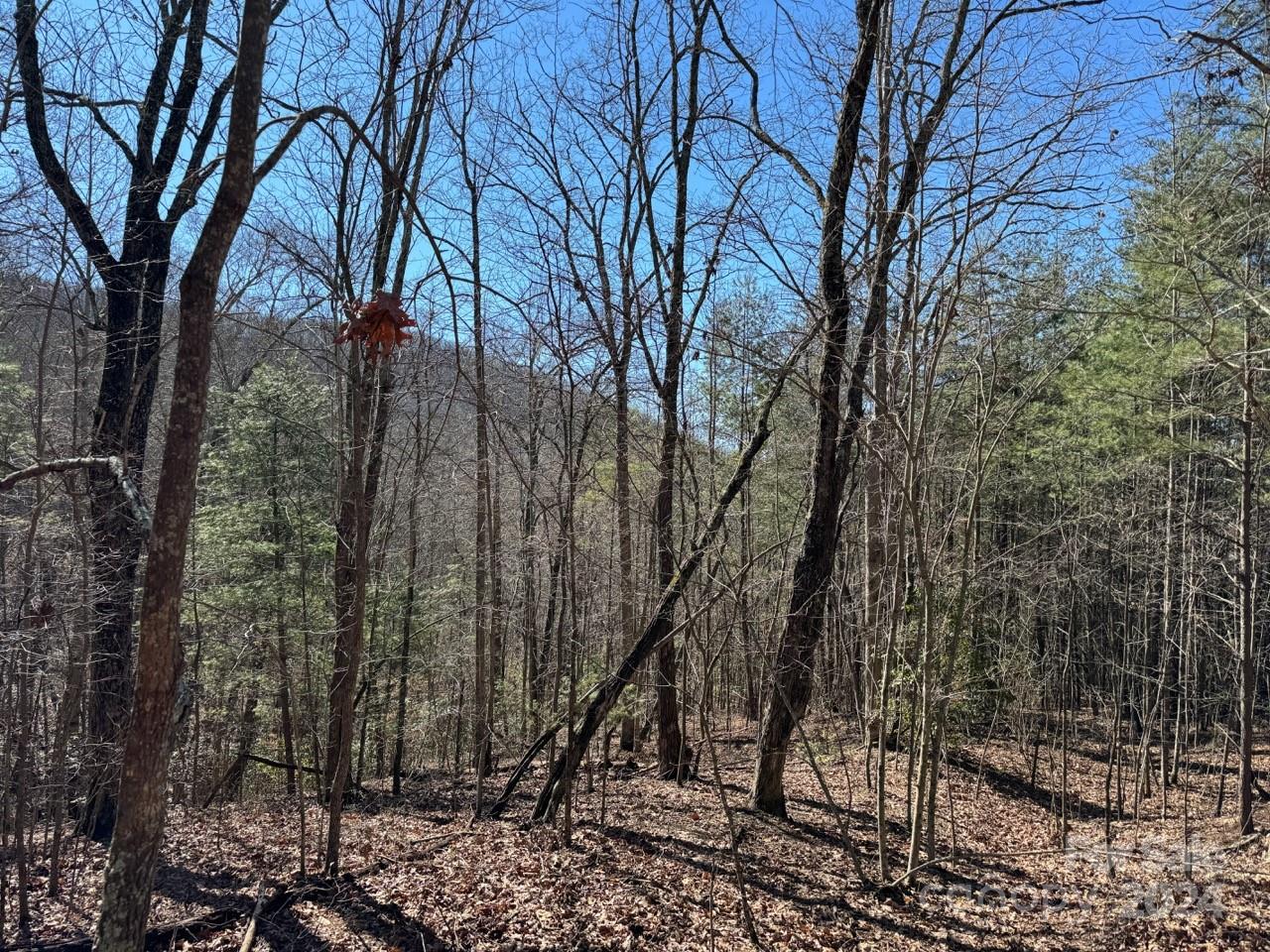 0 Bear Mountain Road Murphy, NC 28906 - Photo 11 of 38 a view of a forest filled with trees