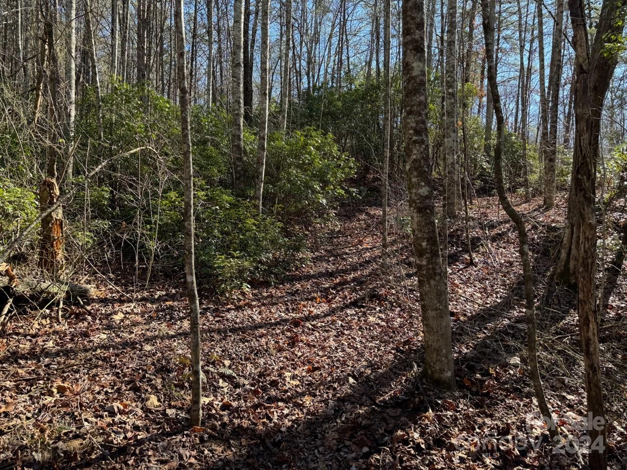0 Bear Mountain Road Murphy, NC 28906 - Photo 21 of 38 a view of a forest