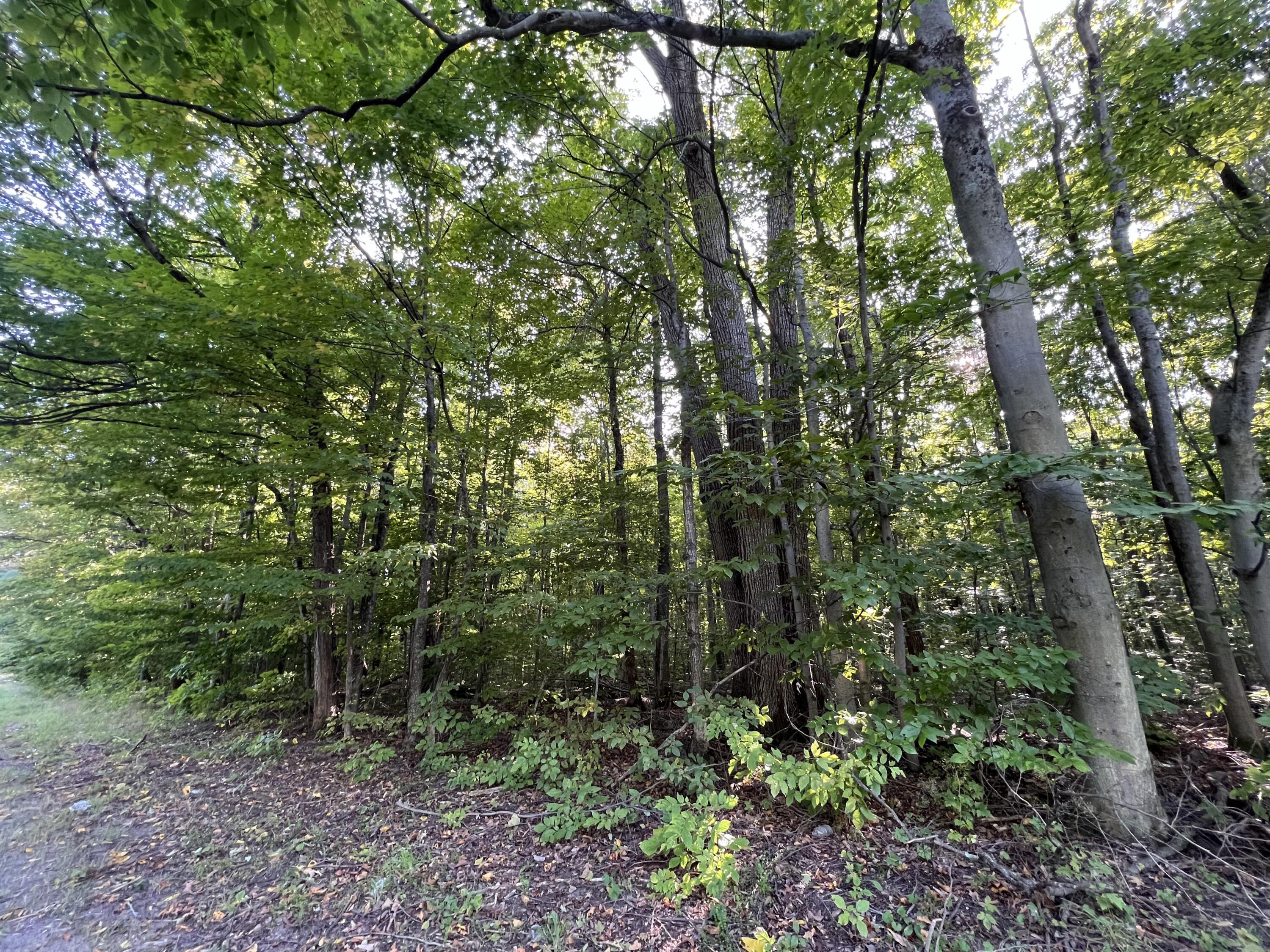 0 Parker Road West Chazy, NY 12992 - Photo 4 of 11 Gallery Image 4
