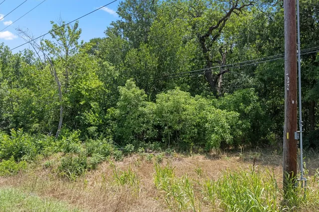 a view of a yard with plants and large trees