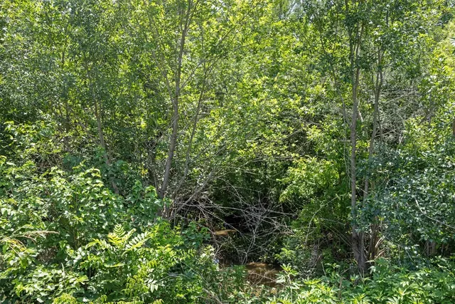 a view of a yard with potted plants and large tree