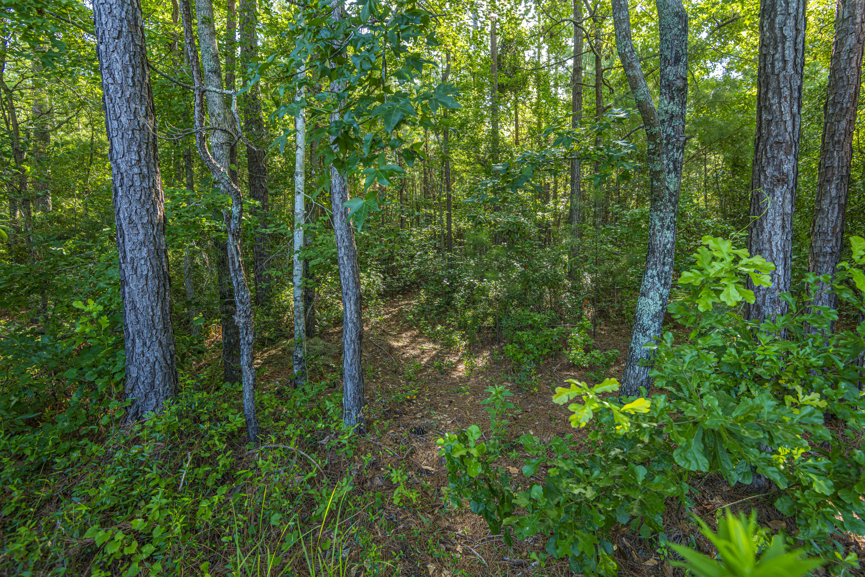 254 Westbrooke Road Summerville, SC 29486 - Photo 30 of 30 Backyard
