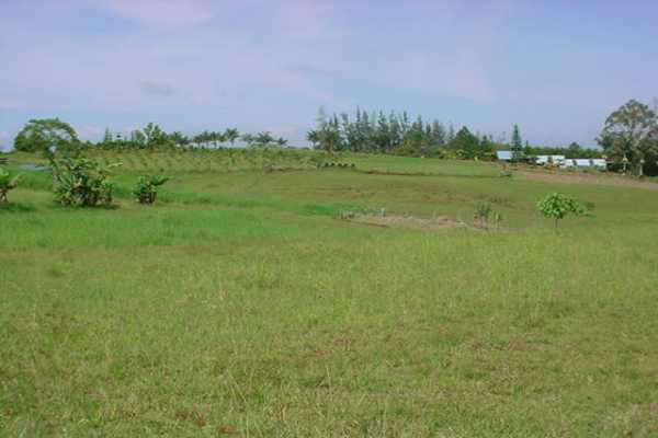 2390 Kaiwiki Road, Unit II Hilo, HI 96720 - Photo 2 of 5 a view of a green field with a building in the background