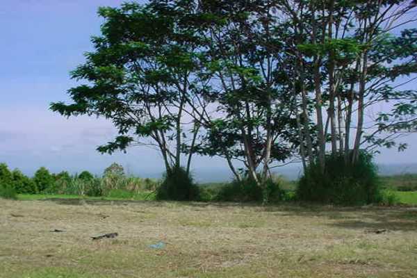 2390 Kaiwiki Road, Unit II Hilo, HI 96720 - Photo 4 of 5 a view of dirt yard with large trees