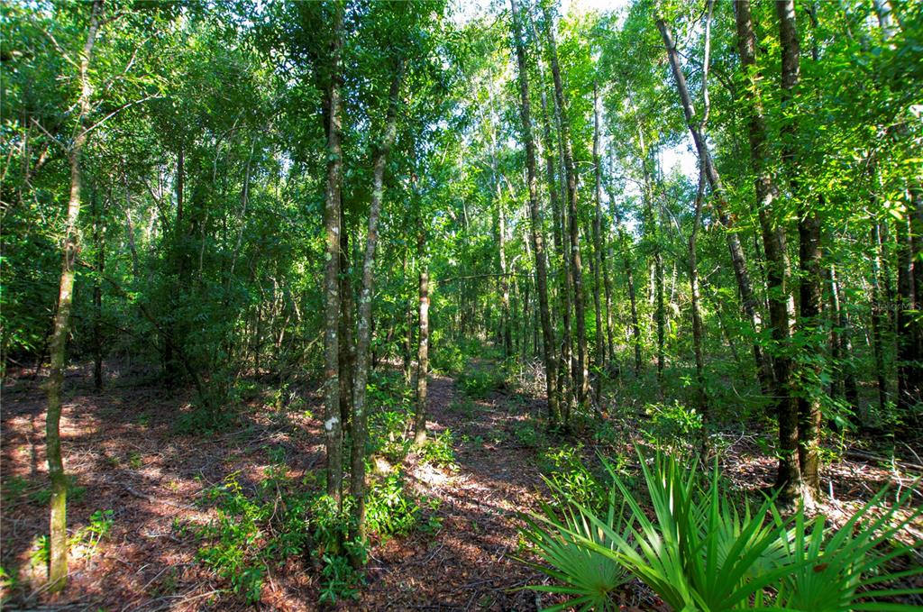 18233 185th Road Live Oak, FL 32060 - Photo 80 of 99