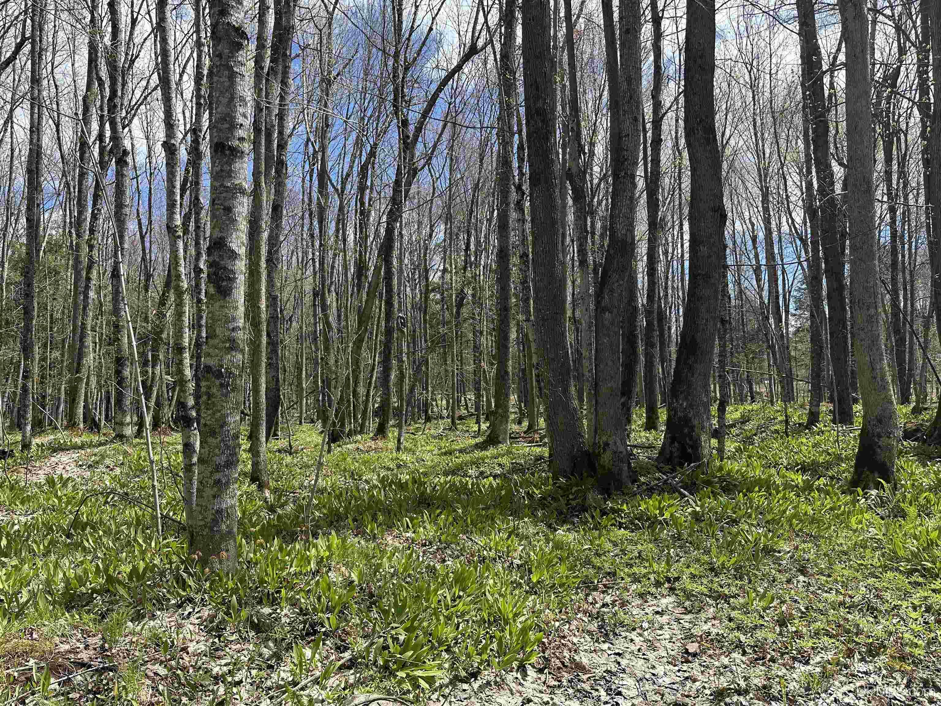 Off East Shore Road Marenisco, MI 49947 - Photo 3 of 11