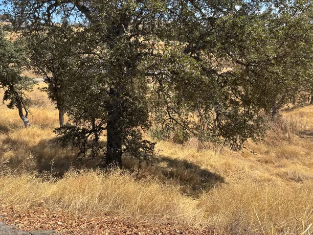 a view of a yard with a tree