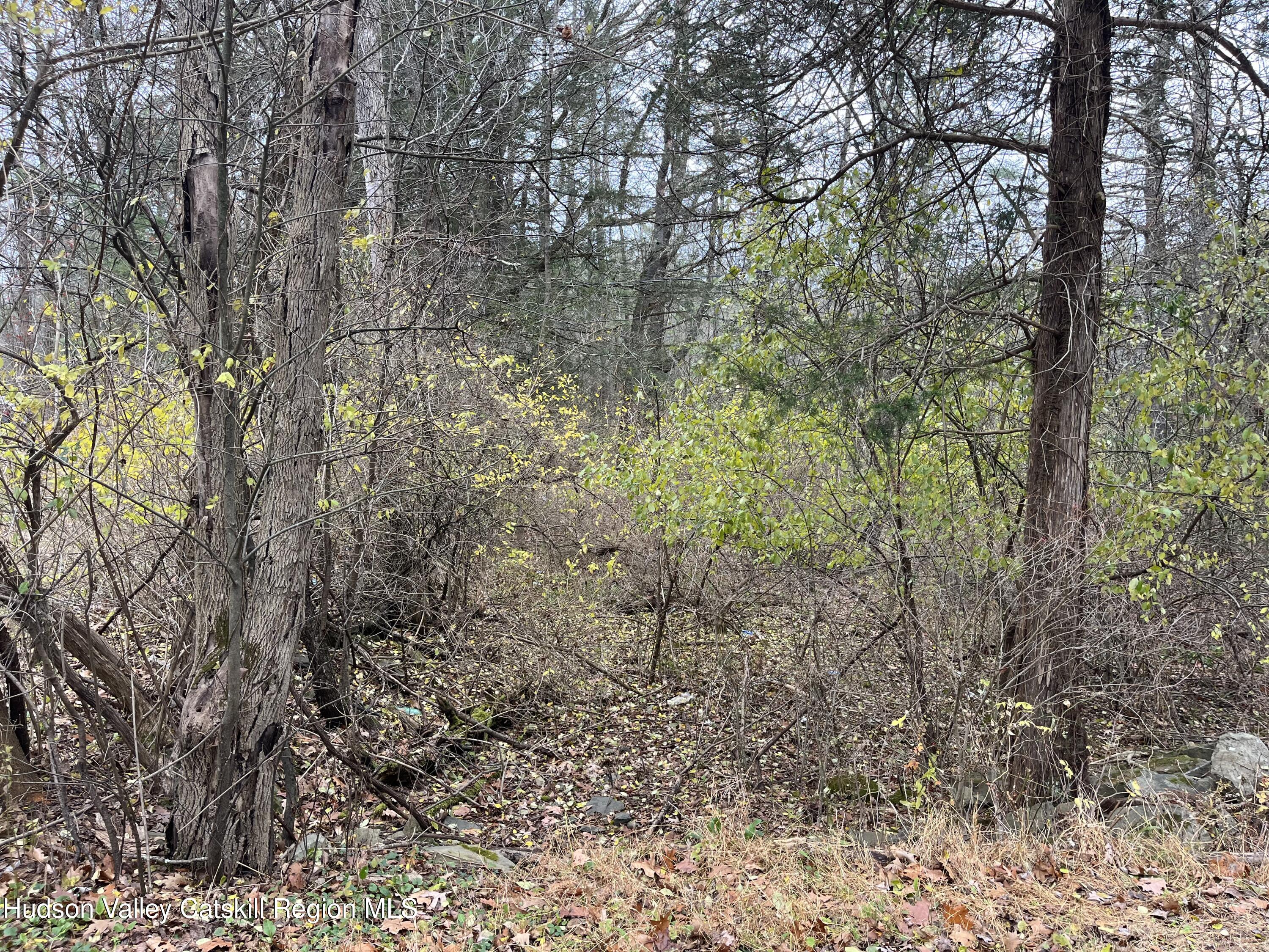 0 All Peat Beds Road Earlton, NY 12058 - Photo 3 of 8 a view of a forest with trees in the background