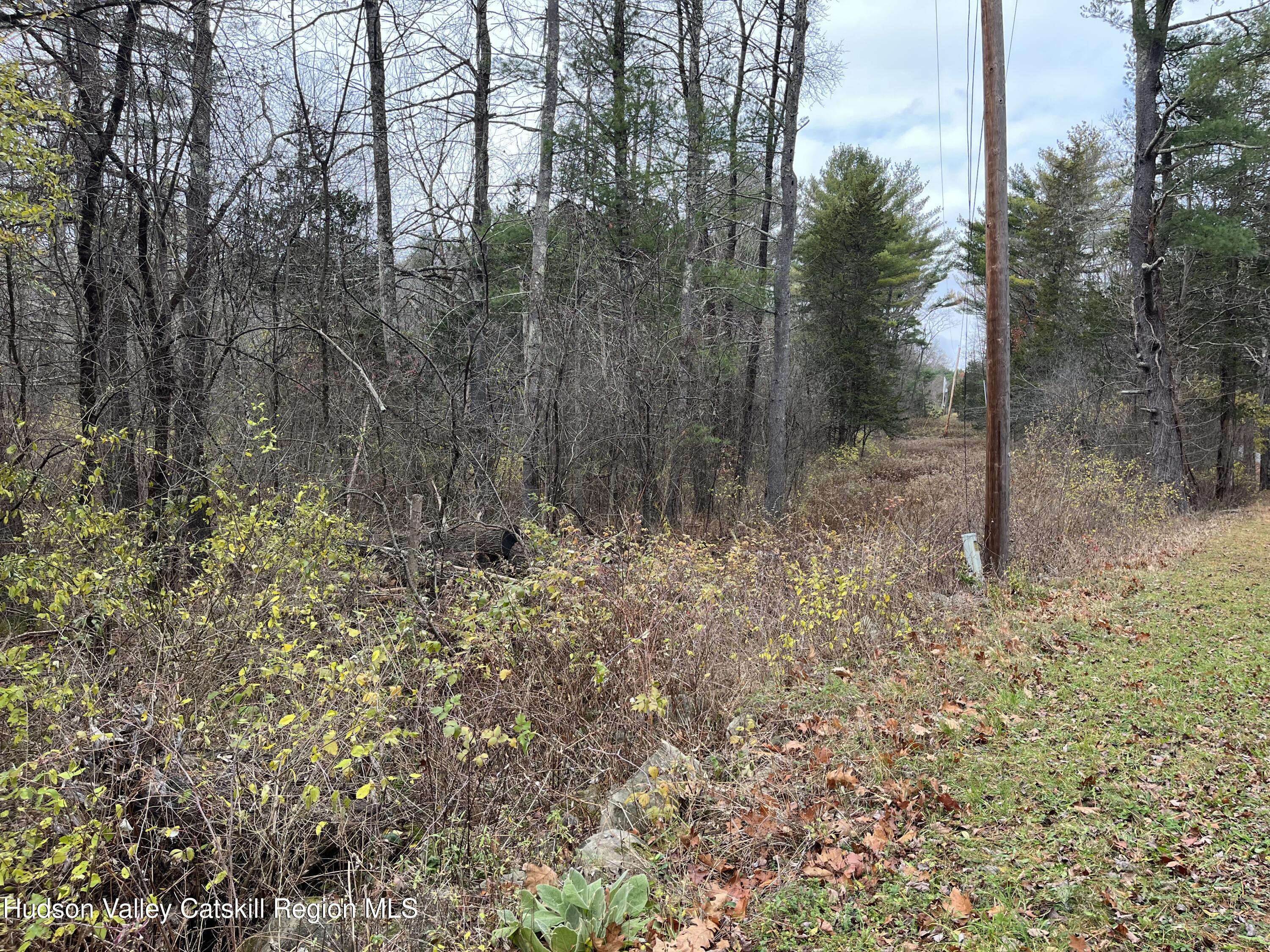 0 All Peat Beds Road Earlton, NY 12058 - Photo 4 of 8 a view of forest