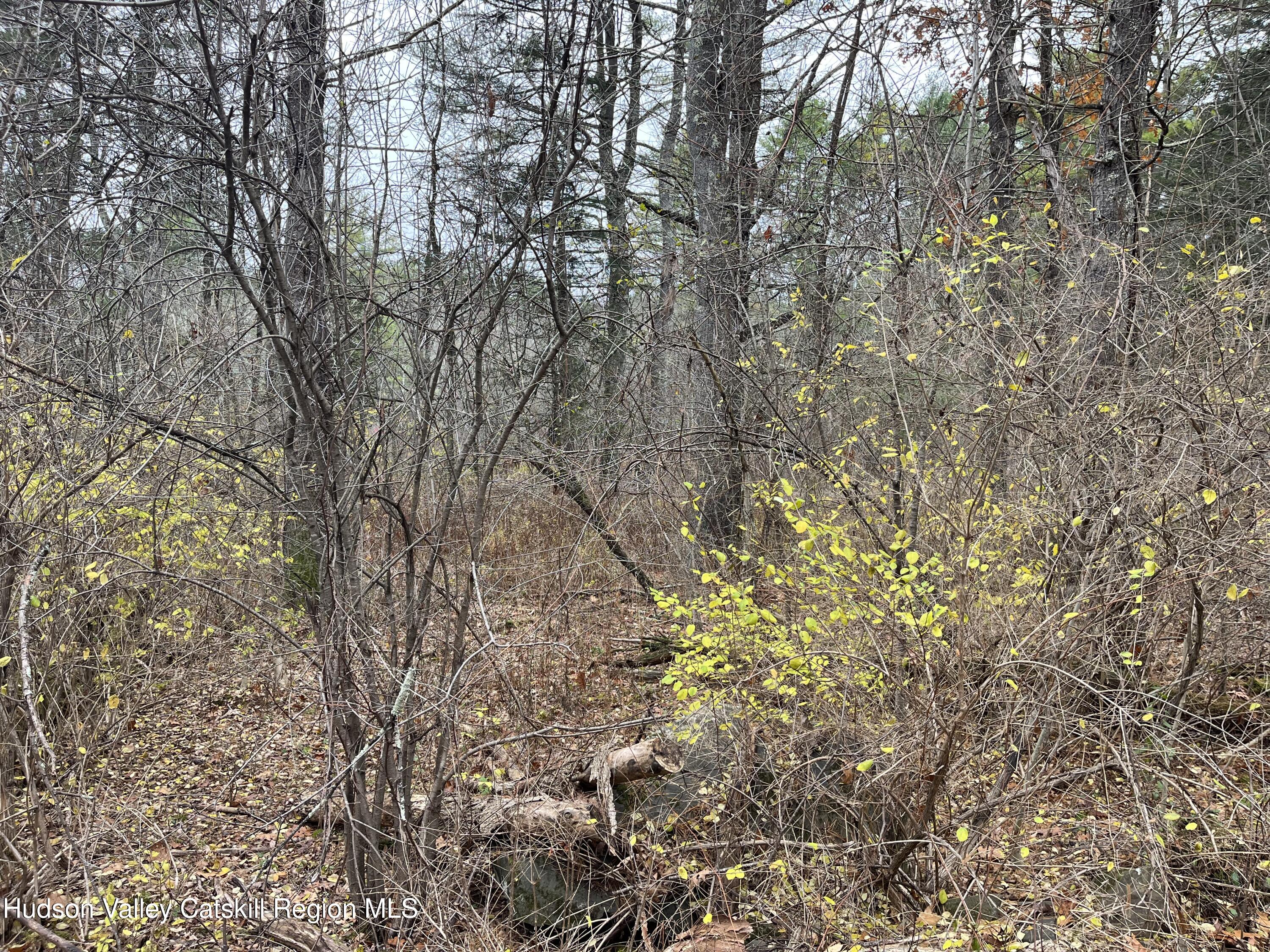 0 All Peat Beds Road Earlton, NY 12058 - Photo 5 of 8 a picture of tree